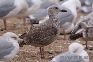 Thayer's Gull - Waterloo, ON.