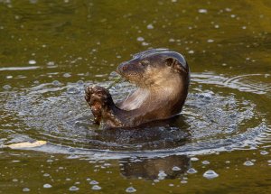 European otter