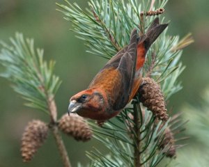 Male Common Crossbill