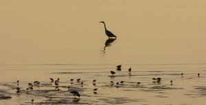 Waders in the Sunset-Large and small