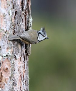 Crested Tit