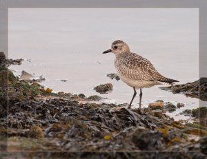 Grey Plover (my first)