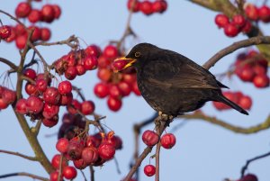 Blackbird with berries