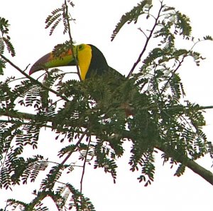 Keel Billed Toucan, Belize