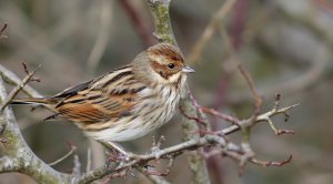 Female Reed Bunting