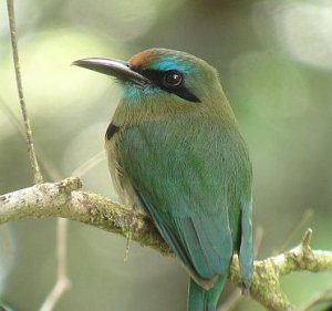 Keel-billed Motmot