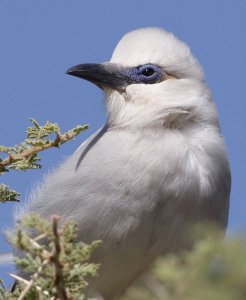 Ethiopian Bushcrow