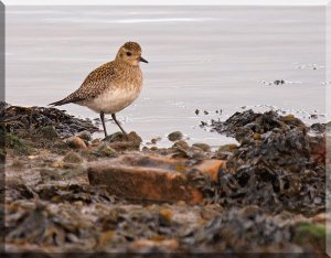 Golden Plover (my first)