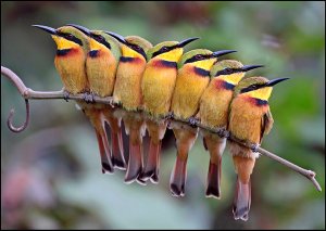 Little Bee-eaters