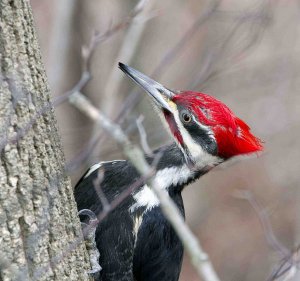 Pileated Woodpecker