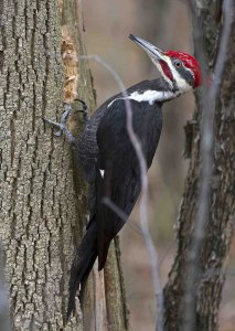 Pileated Woodpecker #2