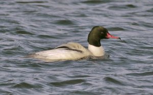 Goosander, male, Seaforth NR, 8 February 2012