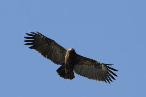 Eagle soaring over the Hula reserve