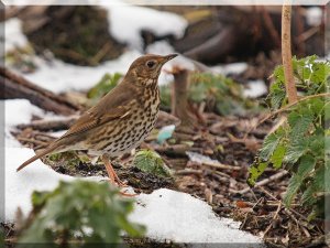 Winter Thrush