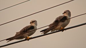 A Pair of Black-winged Kites juv