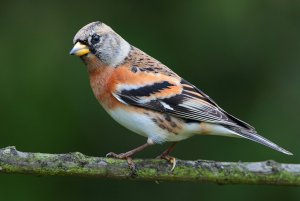 Brambling