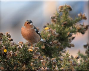 Chaffinch on Gorse