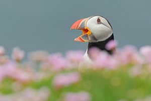 Puffin