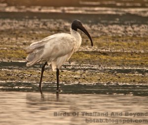 Black-headed Ibis