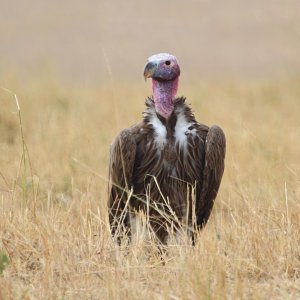 Nubian Vulture, Torgos tracheliotus