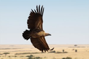 In Flight: White-backed Vulture, Gyps africanus