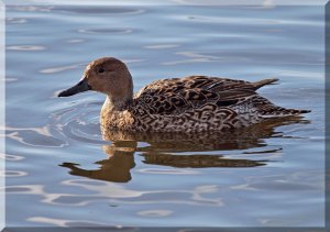 Lady Pintail