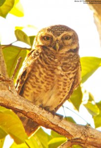 Spotted Owlet