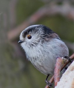 Long-tailed Tit