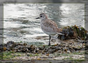 Plover's Rock