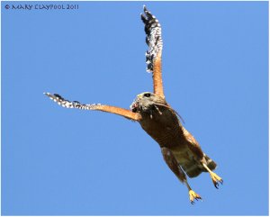 Red-shouldered Hawk Fly + Prey