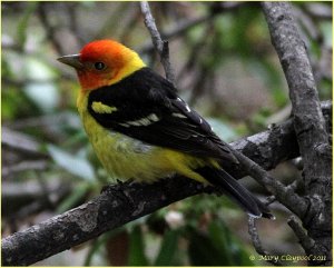 Western Tanager