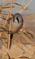 Bearded Reedling at Rainham Marshes RSPB