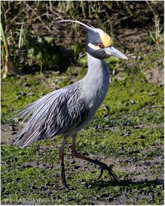 Yellow-crowned Night-heron