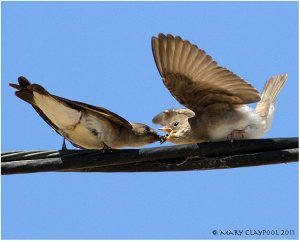 Swallow Feeding Young