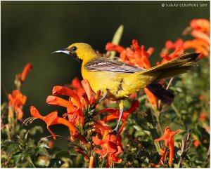 Hooded Oriole, M