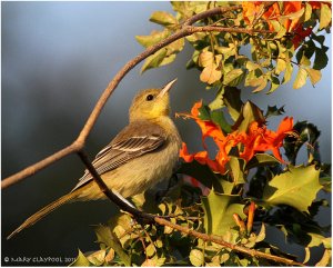 Hooded Oriole, Fe