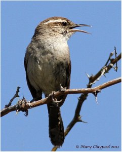 Bewick's Wren