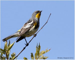 Yellow-rumped Warbler