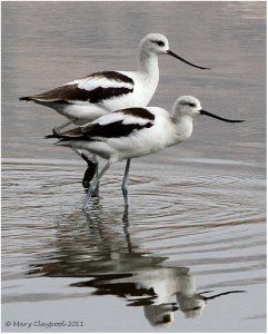 American Avocets