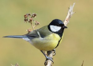 great tit