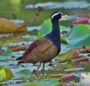 Bronze-winged Jacana