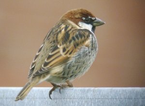 Spanish Sparrow