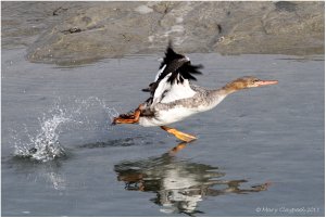 Red-breasted Merganser