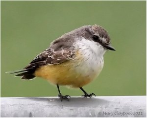 Vermilion Flycatcher, Imm M