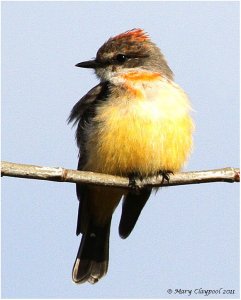 Vermilion Flycatcher, Imm M