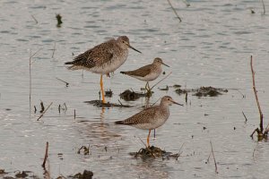 A couple Yellow Legs & Solitary Sandpiper