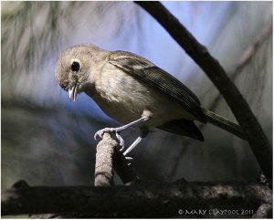 Hutton's Vireo