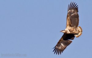 Immature African Fish Eagle