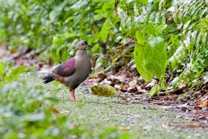 Crested Quail Dove