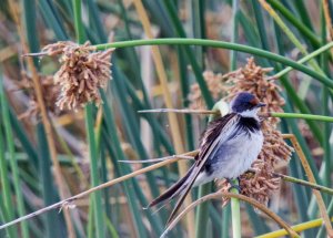 White Throated Swallow